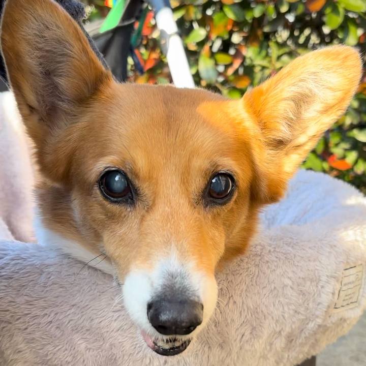 74523ecf 99af 4a9d 9061 2b582536e4c4 1738292422726