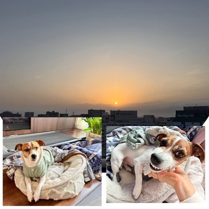 74558524 e467 482d 9ff8 0b90d295d90a 1771887268315