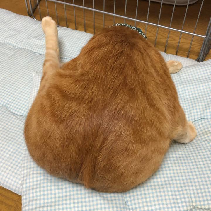 74578c17 3aa5 4fb9 94ff 93e034dae21d 1578323714715