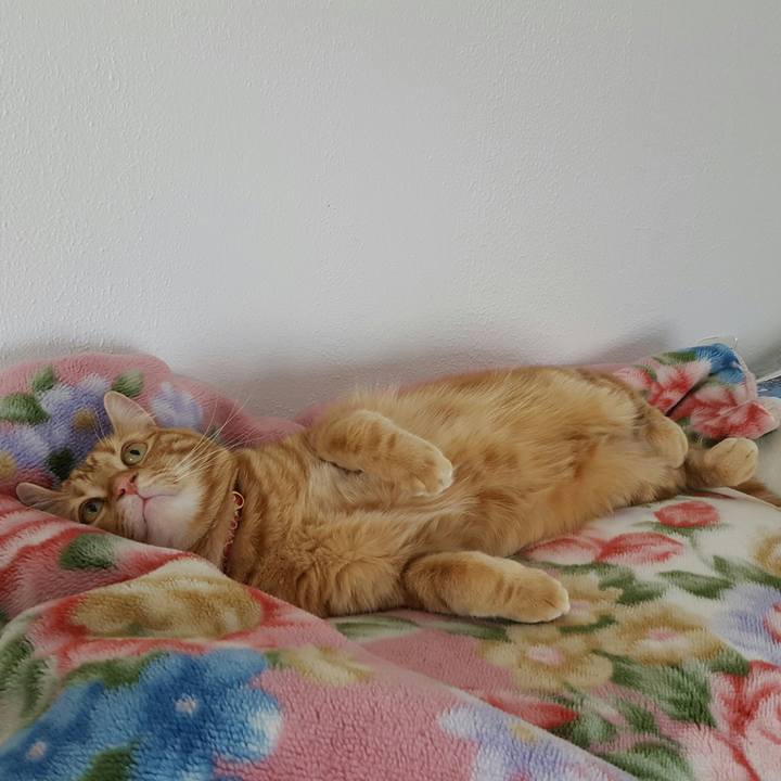 74597085 a293 4105 a1d0 514c8f314fe2 1521296796104