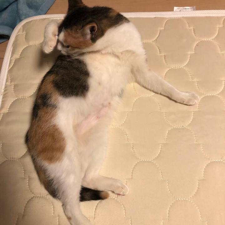 745b1d68 dde3 434c 9dbe 36b59ac169c0 1576652080892