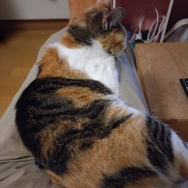 745c576e d428 4759 a76f 431bc1a72da4 1750735983086