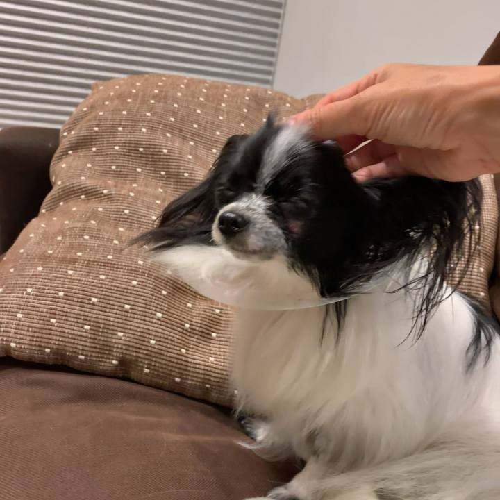 745ca783 d02f 466e 8e88 673ee33ba759 1542285862377