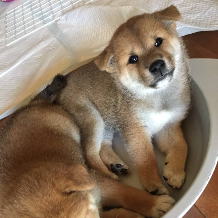 745d2ccf 73e3 4144 b55e bca236feeba0 1596061622357