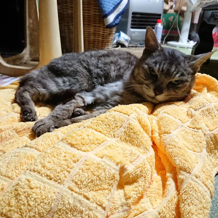 745f4e3d e38e 479d 88f1 6847eeba8992 1593866583759