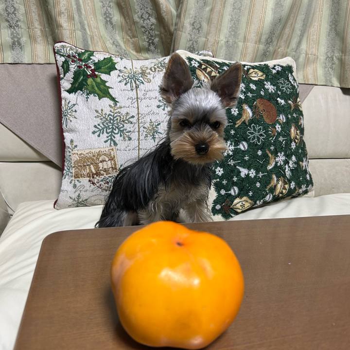 7463e275 38f5 46d7 8917 2f93c0e19ba5 1734168227170