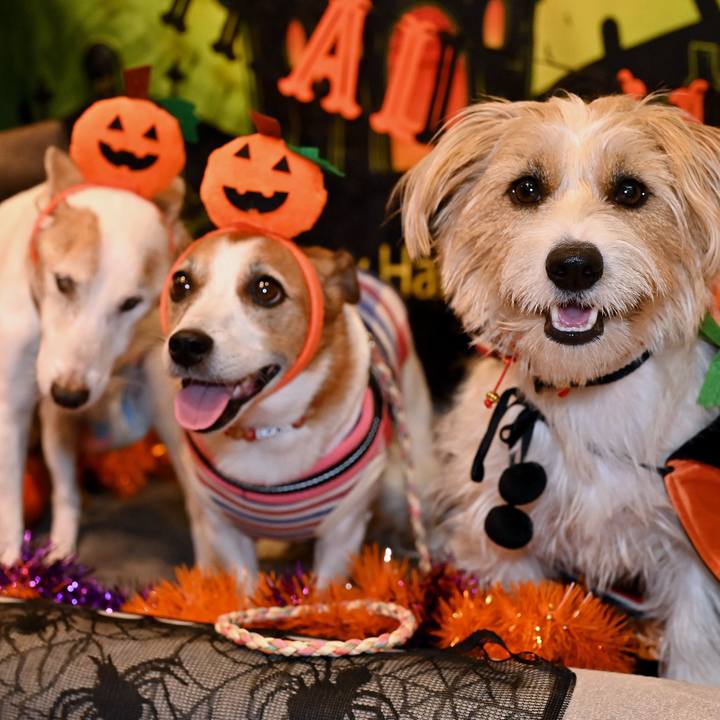 74649843 35b6 41f9 a180 a4fd856dca3b 1761907742218