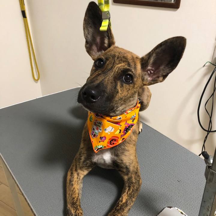 74651d13 abc6 47a0 b7c4 ad025c5e8911 1572017740491