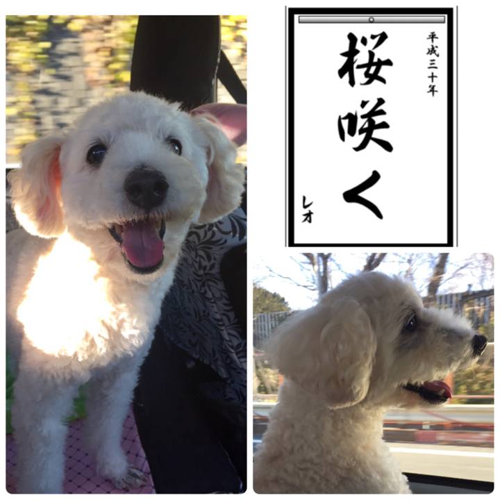 746a523d 85f4 4ba3 adf6 2c823f534adb 1514969090854