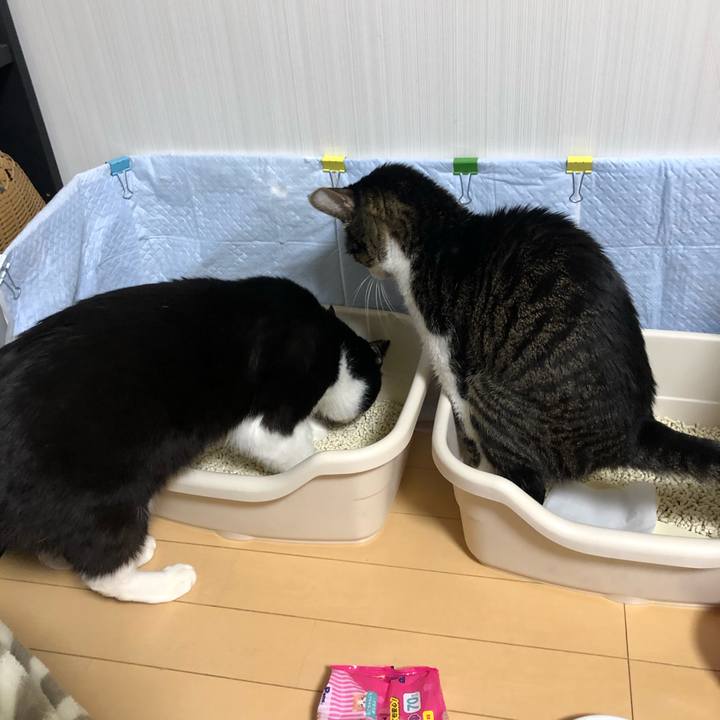 746e65c7 9ae5 4ca1 a2ab 1589994ba55c 1610314873364