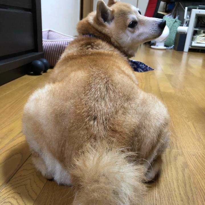 746f3aa3 3323 4cdb b547 63f2d03c3308 1598840789093