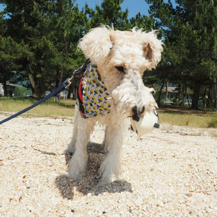 7472a2ad f01c 4c2c 98c5 a4e64203a924 1527205694455