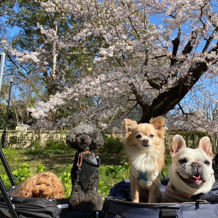 7472f3fd bfbc 4377 80df 83754b1a0893 1585178955303