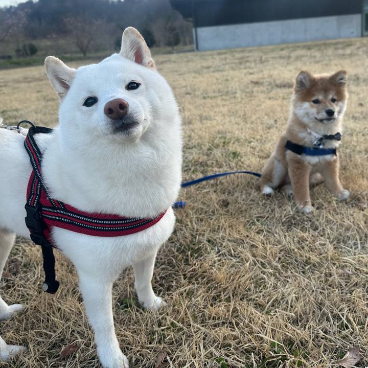 747435f1 cd42 4121 907d 65e0a75d37f4 1774441820751