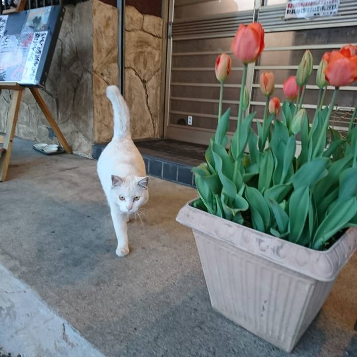 747984c8 408a 4f0e 85cb e6341e39c2ec 1522660345532