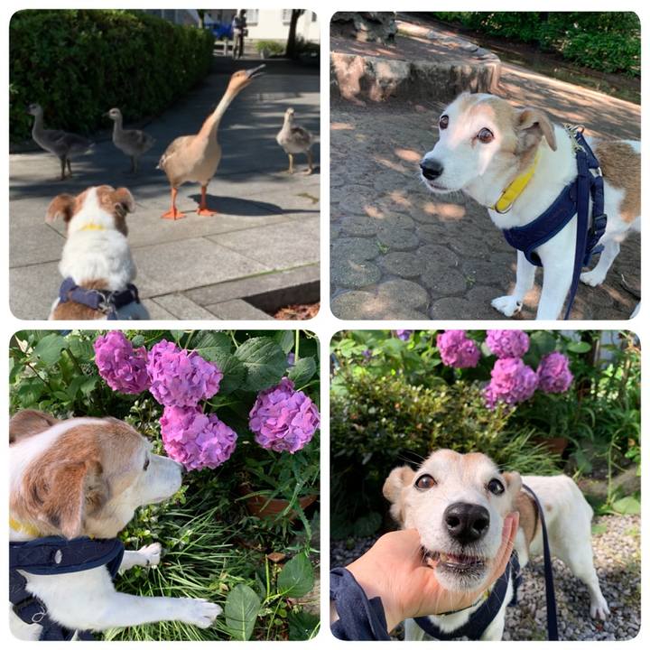 7479c244 0131 4d87 8a84 006002f5b39e 1560656255000