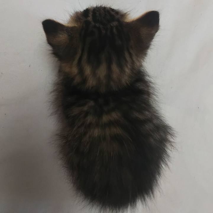 747b54ba ee1f 4bdc ba8d 53cce63b462c 1641420698808