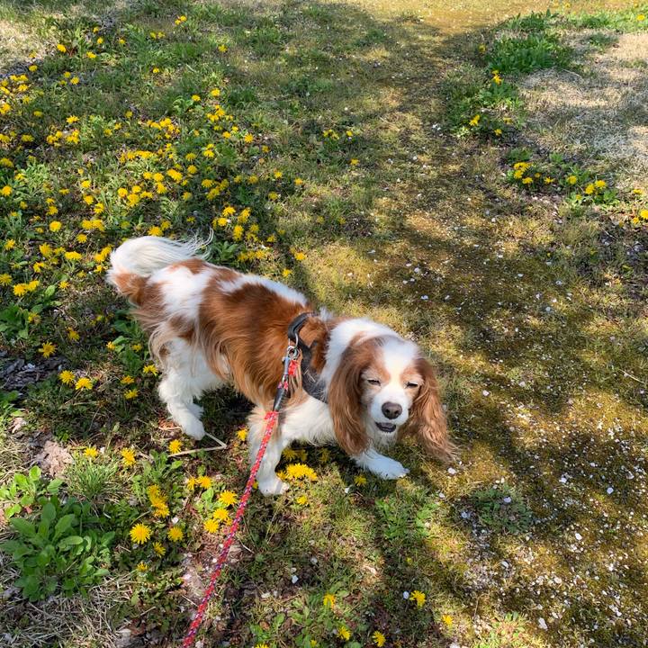 747be932 cc57 4b54 bad5 ca7d27d754cc 1587798075686