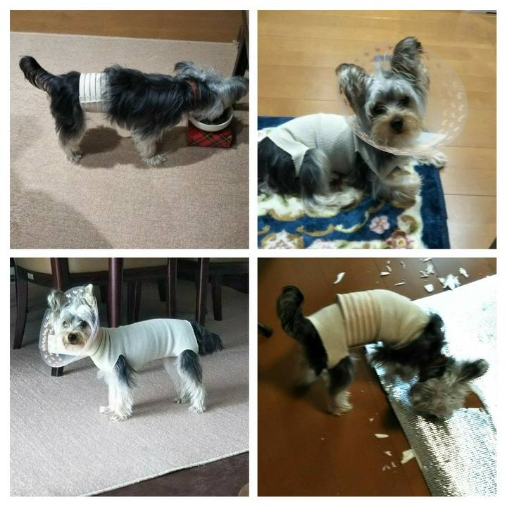 7481a81c 33f3 47d5 9d2d f8381e0089a2 1542334718020