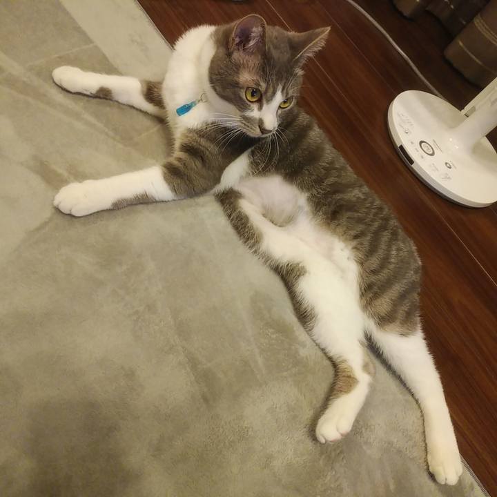 74841250 872f 4425 8d96 f6c7ebb38751 1588166064221