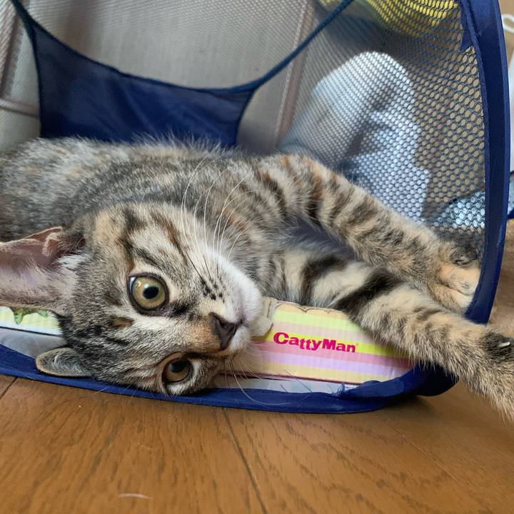 74843643 c572 44aa 8e27 2089ba6fd3e4 1593670376023