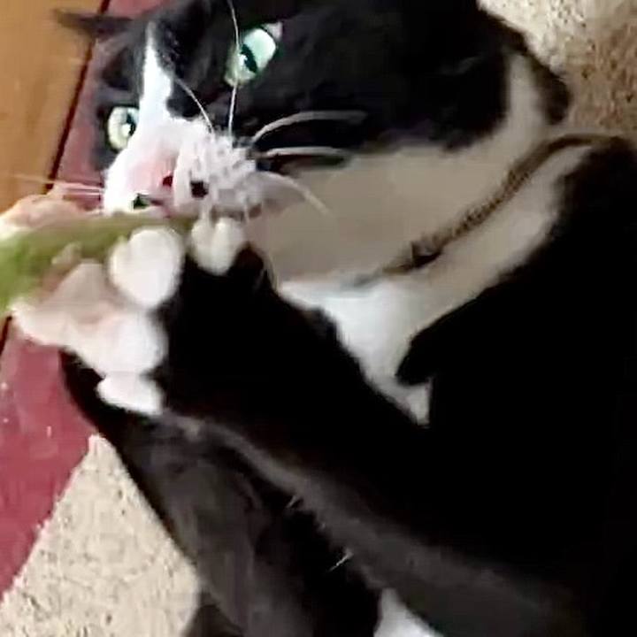 748446b5 4a7d 4ea7 9388 feba7d0b9764 1729740074508