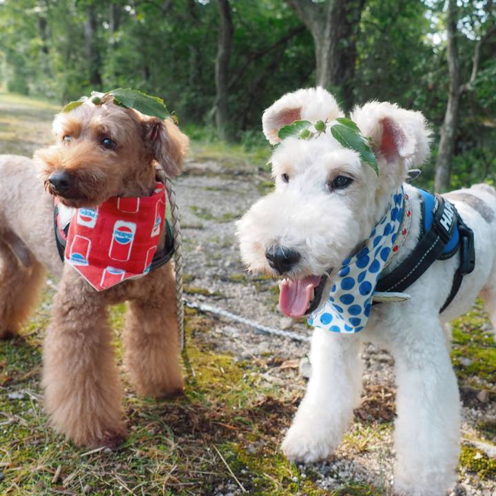 7485cb8a 8207 4eef bdbc df9f5a0007b7 1598159672143