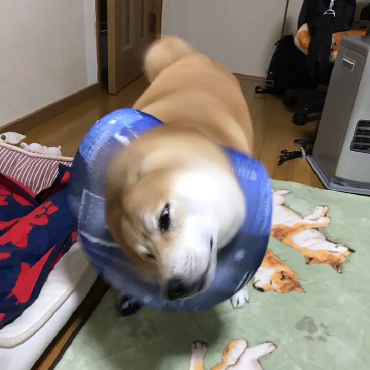 7485f7e2 61de 4b88 9752 1d37ca978e96 1541717049348