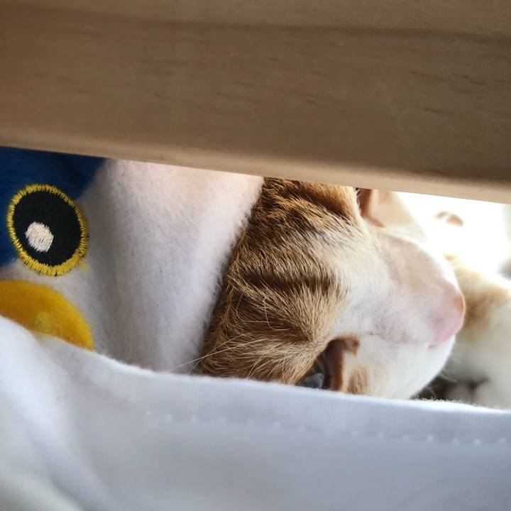 7486d3f8 8d6e 49b0 a608 9b67b61bddf2 1543639496274