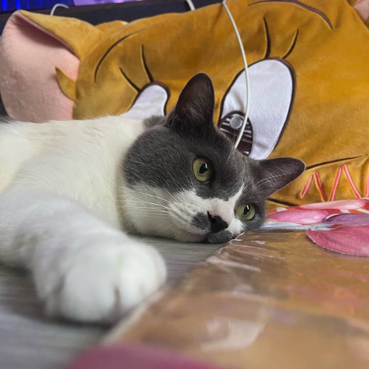 748ee7da 8a00 4c9e a0bf 21fcbcc5f4a6 1753421570258