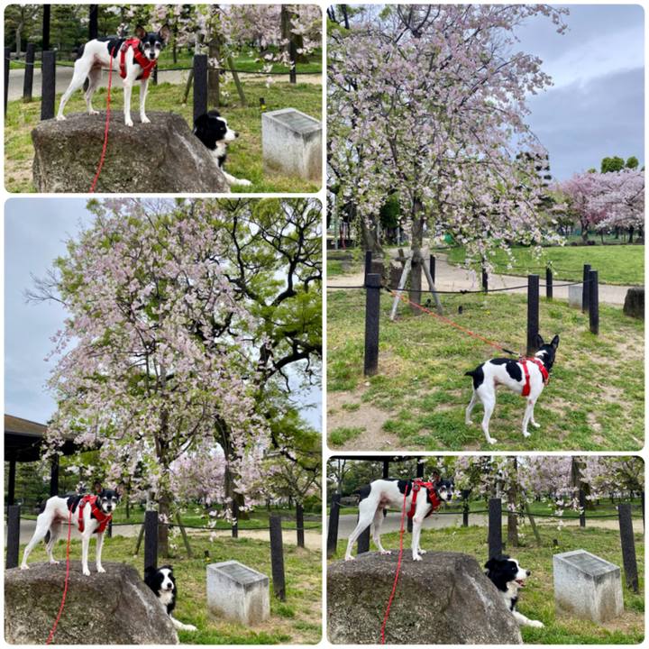 7490da86 1341 42a2 b1ec 79717fb66a01 1617511801531