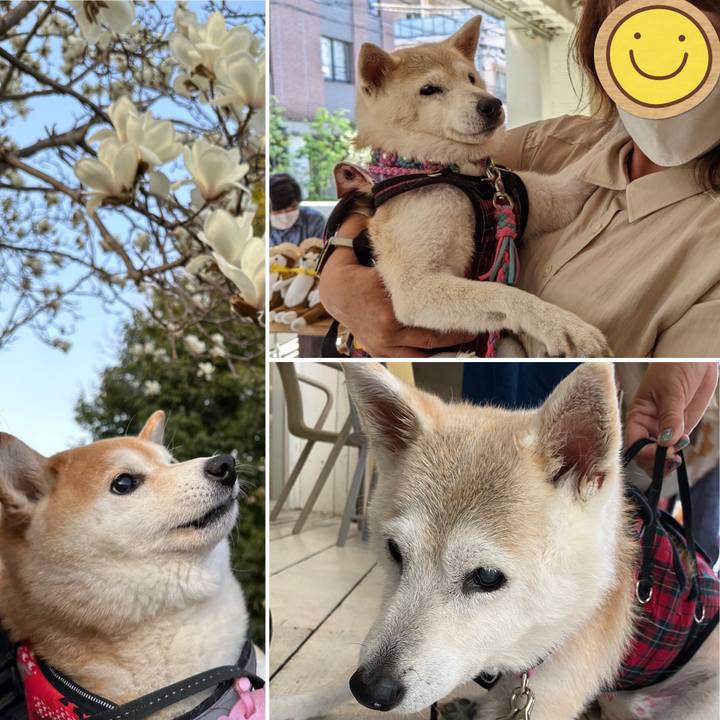 74911781 fa46 443b ab41 ab85b3600183 1678795179541