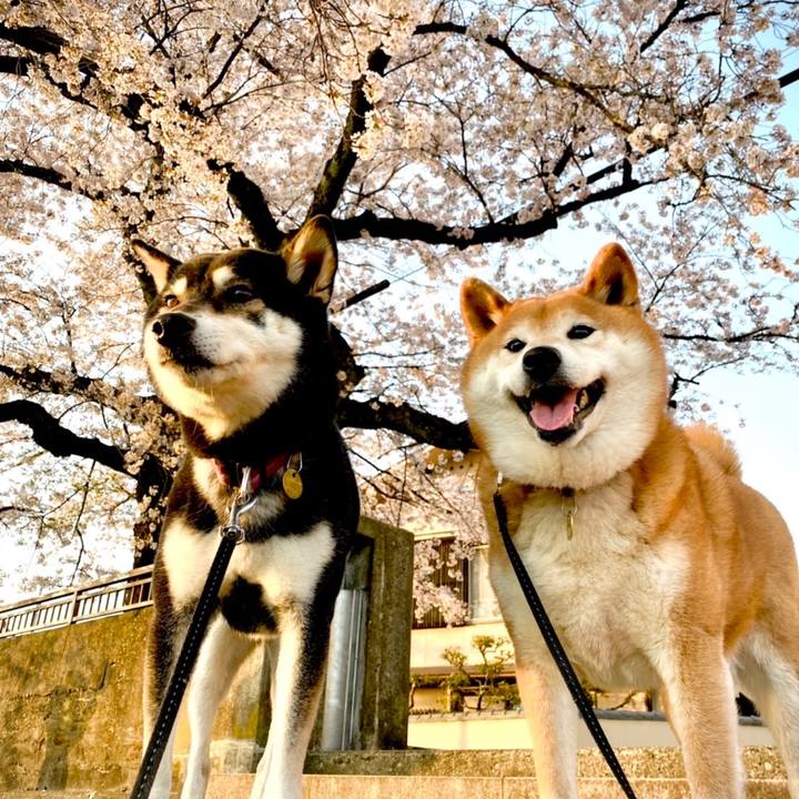 74918bad 4989 4b8b bc01 20b496b91768 1649715684240