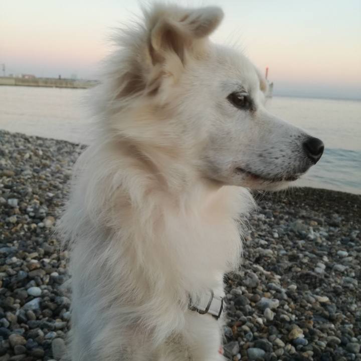 749290e5 209a 4b34 8470 f839c4c00836 1509443130890