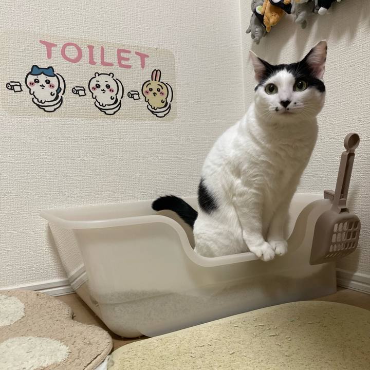 74972310 b52f 414d 89ff c3cd1dcf652f 1759496610399