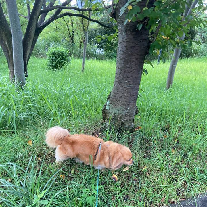 7497b62c e84e 4bcf 94a4 ef9f0ab317bd 1595888434707