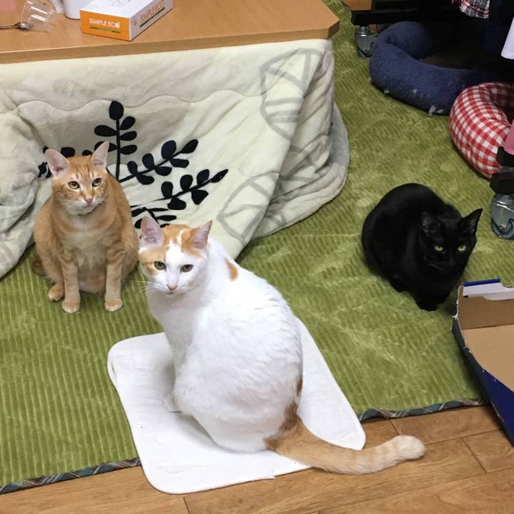 7497dace 62a6 4f87 96c5 27a473c86ce8 1544264026446