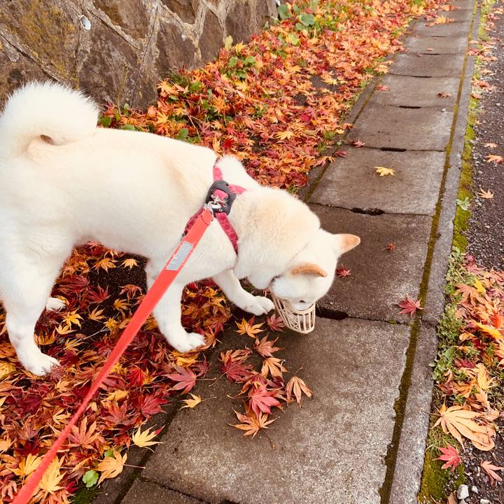 749910a9 d8c4 4308 82e4 06a5e6f13aa4 1572491781731