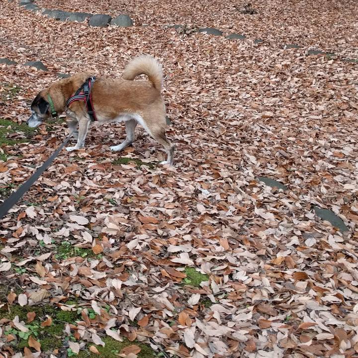 749ac0b7 9c29 4dde bf54 999348914cd9 1545264562409