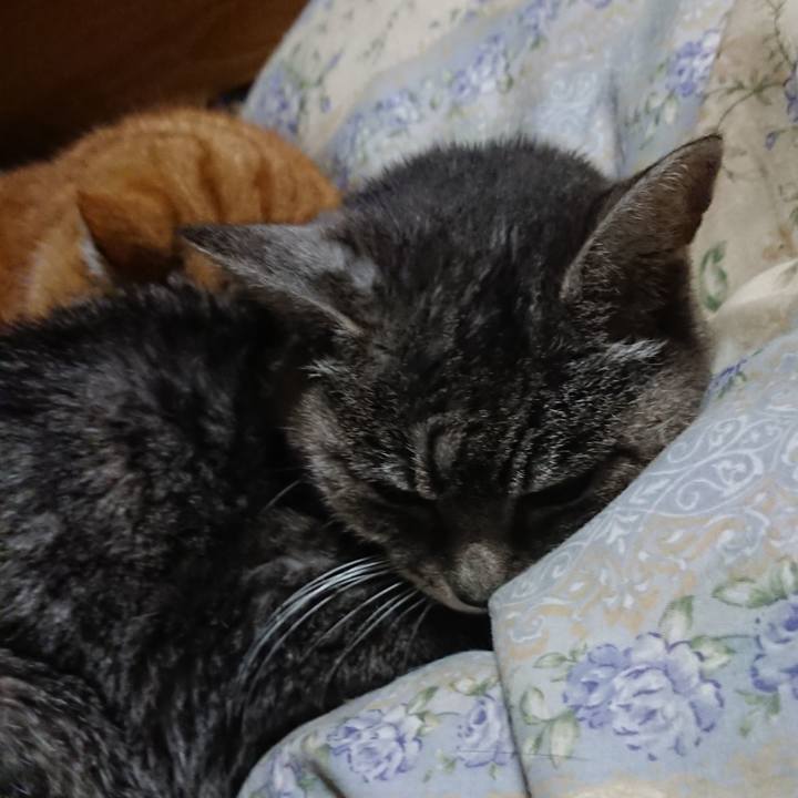 749f3fc3 f40f 4080 be79 96d5977e6c2c 1578489149928