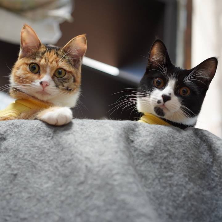 74a186aa 1298 40e0 b1cc 1f356d708262 1579477706151