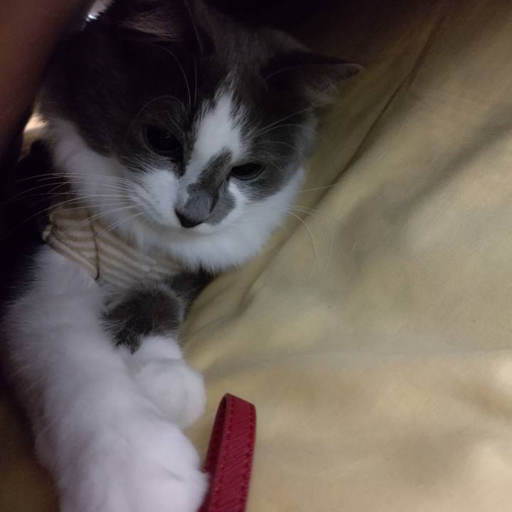 74a2813c 9d4d 41de 9c38 c9e22e623208 1573166740074