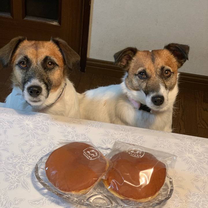 74a2925f c229 4f5b bcb3 5a692936a784 1590757278431