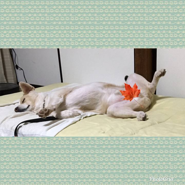 74a69c4b 3794 48f8 b5ec bbc62dae4e84 1542122088789