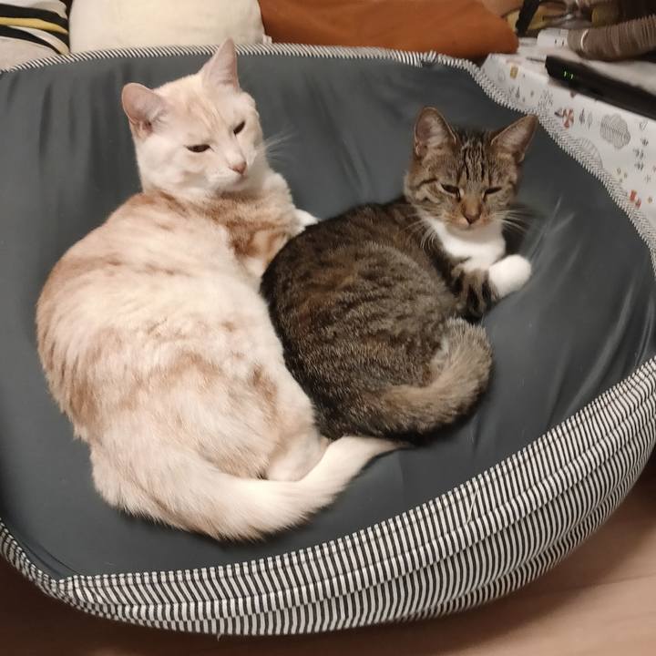 74a86479 d74a 4a47 8fcd 7dee6f555637 1667650704664