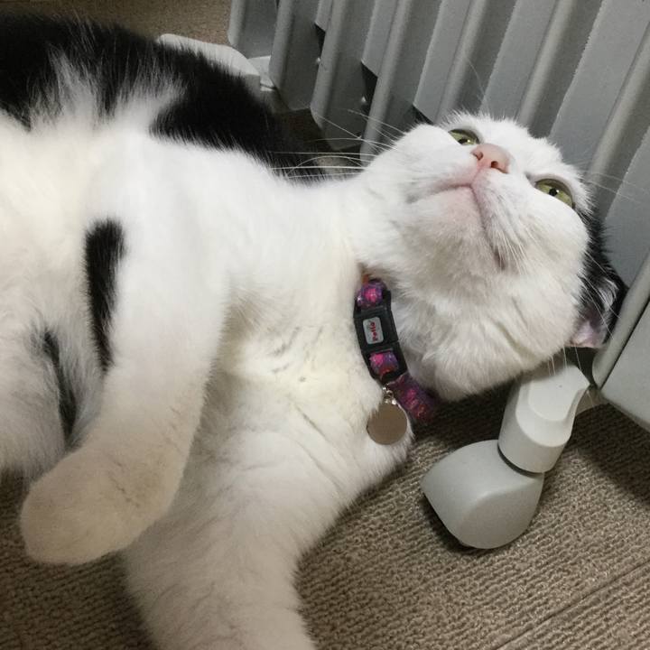 74a9a83c 880a 4930 9a16 eedc6a0bf2f3 1542374067709