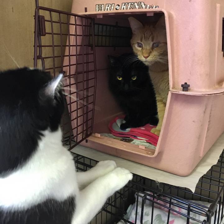 74abccba 5c55 413f 8f71 cc6e15b12b8a 1555323009625