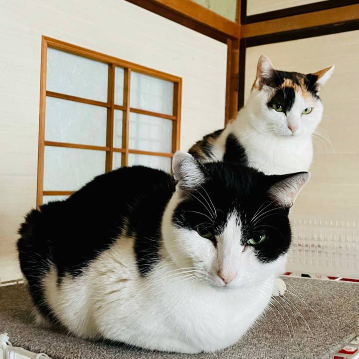 74ac9a19 2e4f 48cb b521 a60bb055df95 1617332662887