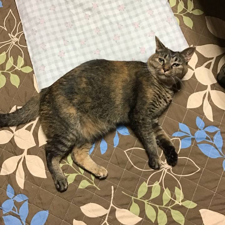 74ad0e99 65fc 4ddd 978f c405bcd98175 1727436018865