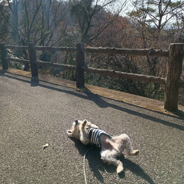 74ad4d99 e3aa 413b 829b 9ccc78d65d00 1765631520307